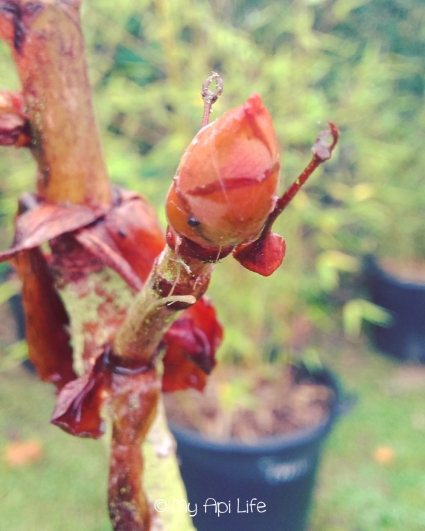 Bourgeon de marronnier